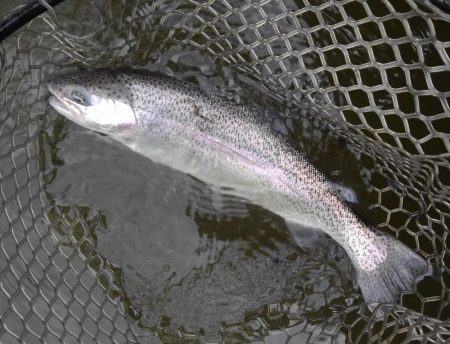 大安トラウトレイク 釣果